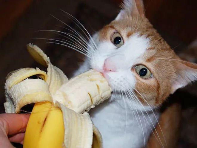 嗯什么动物吃香蕉(什么动物爱吃香蕉)